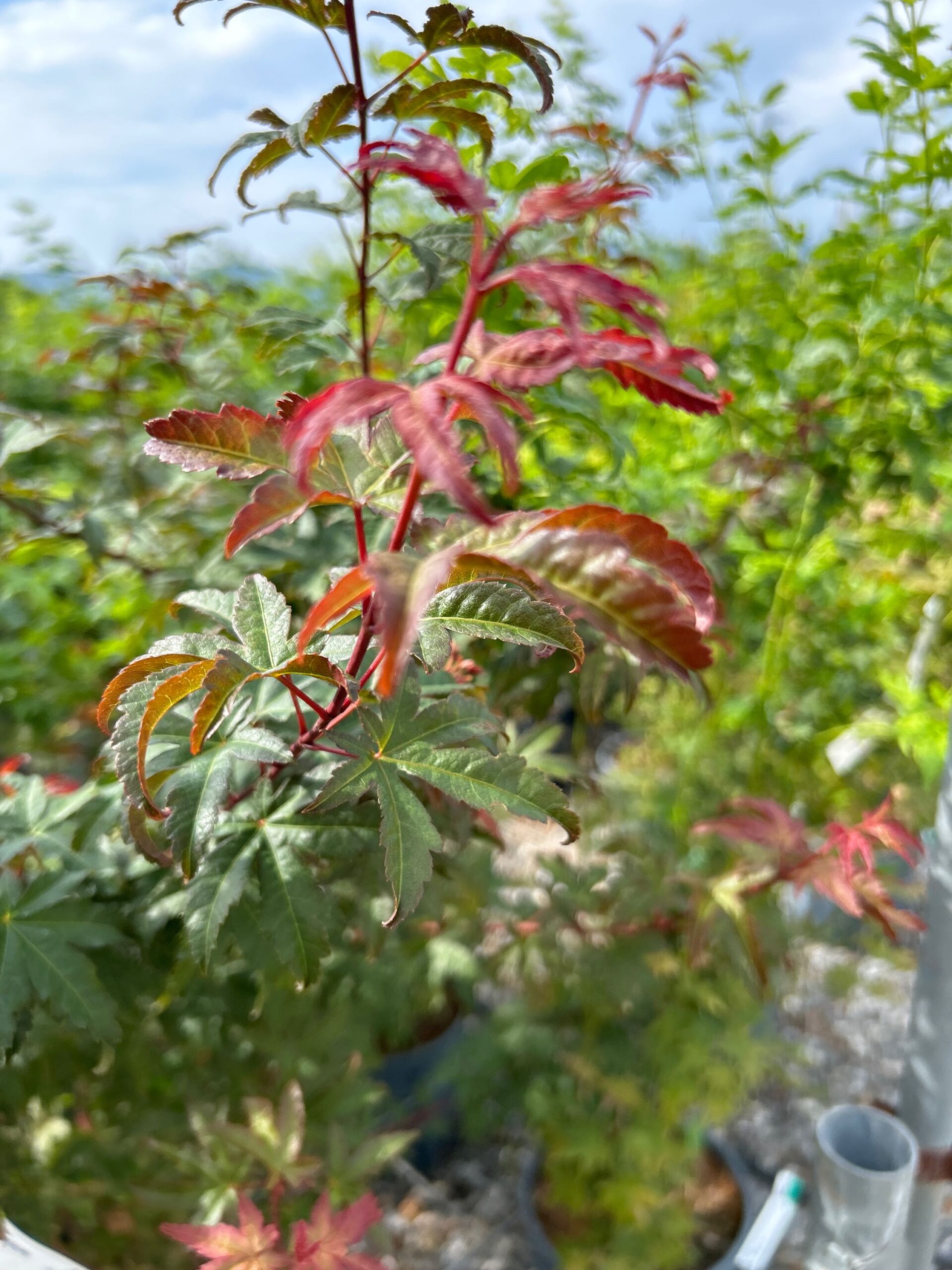 Acer palmatum 'RED WINE' Acer palmatum 'RED WINE' - slika 1