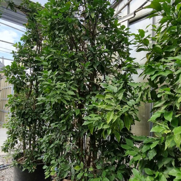 Citrus aurantifolia (Lime)