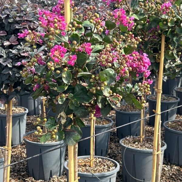 Lagerstroemia indica 'RHAPSODY IN PINK'