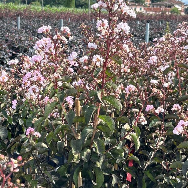 Lagerstroemia indica 'MAROON STAR'