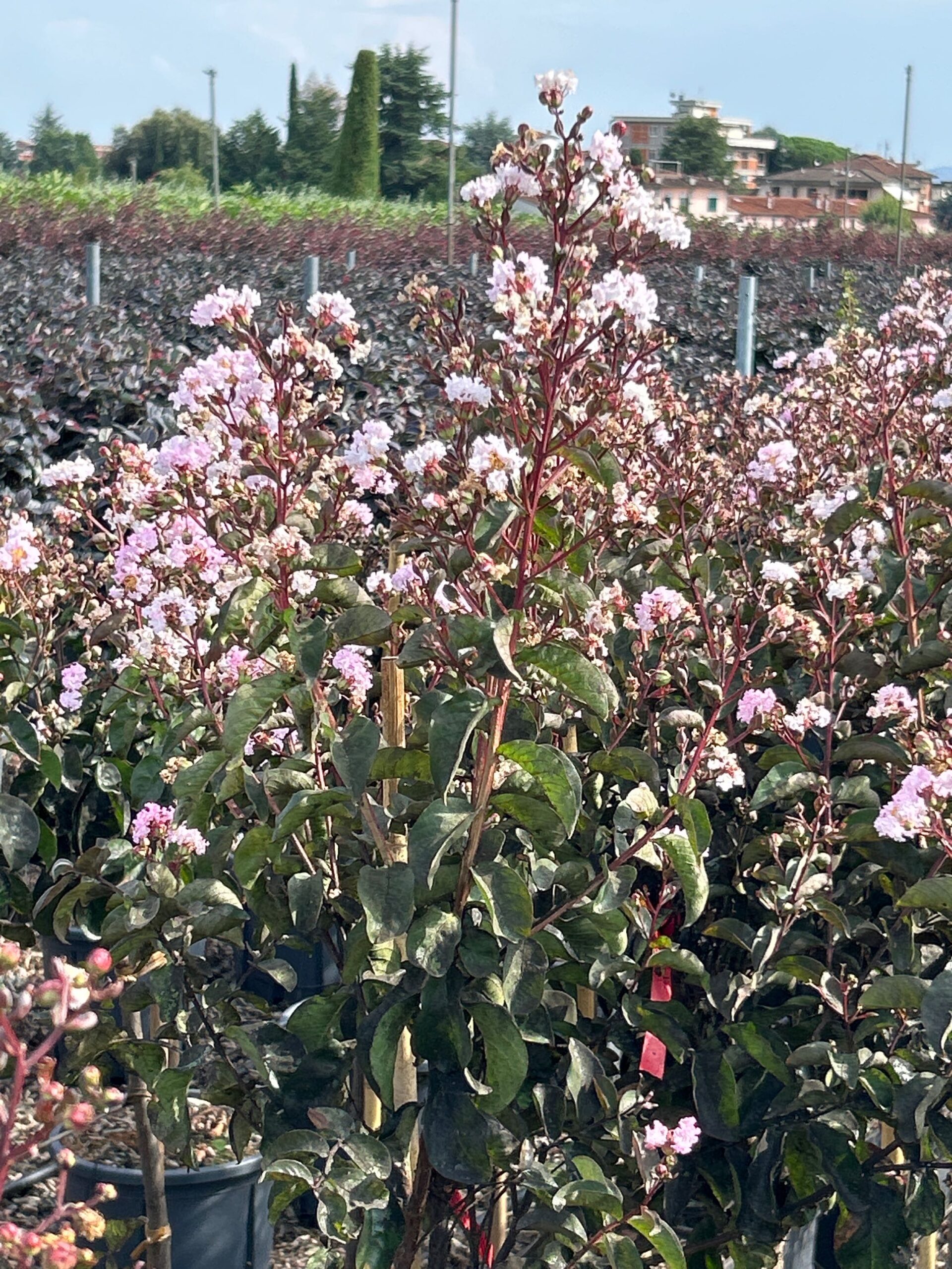 Lagerstroemia indica 'MAROON STAR' Lagerstroemia indica 'MAROON STAR' - slika 1