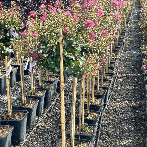 Lagerstroemia indica 'BERRY DAZZLE'