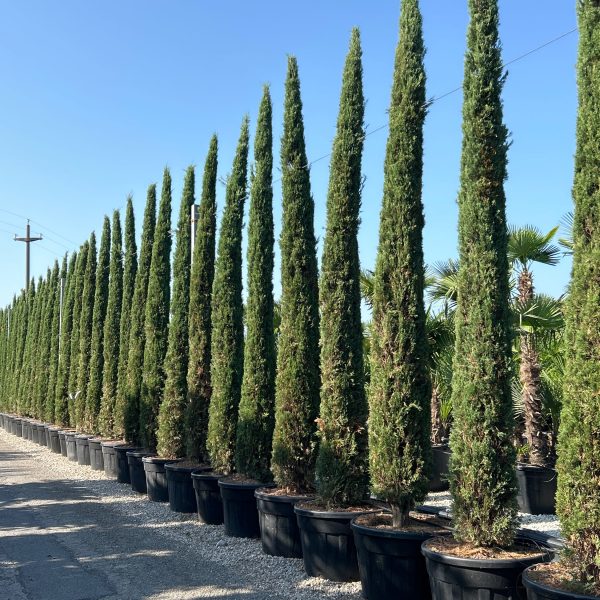 Cupressus sempervirens 'Pyramidalis' (Stebrasta cipresa)