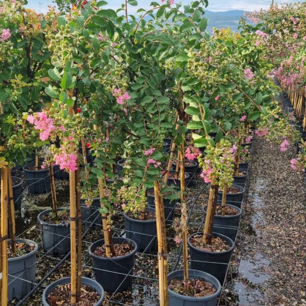 Lagerstroemia × NATCHEZ