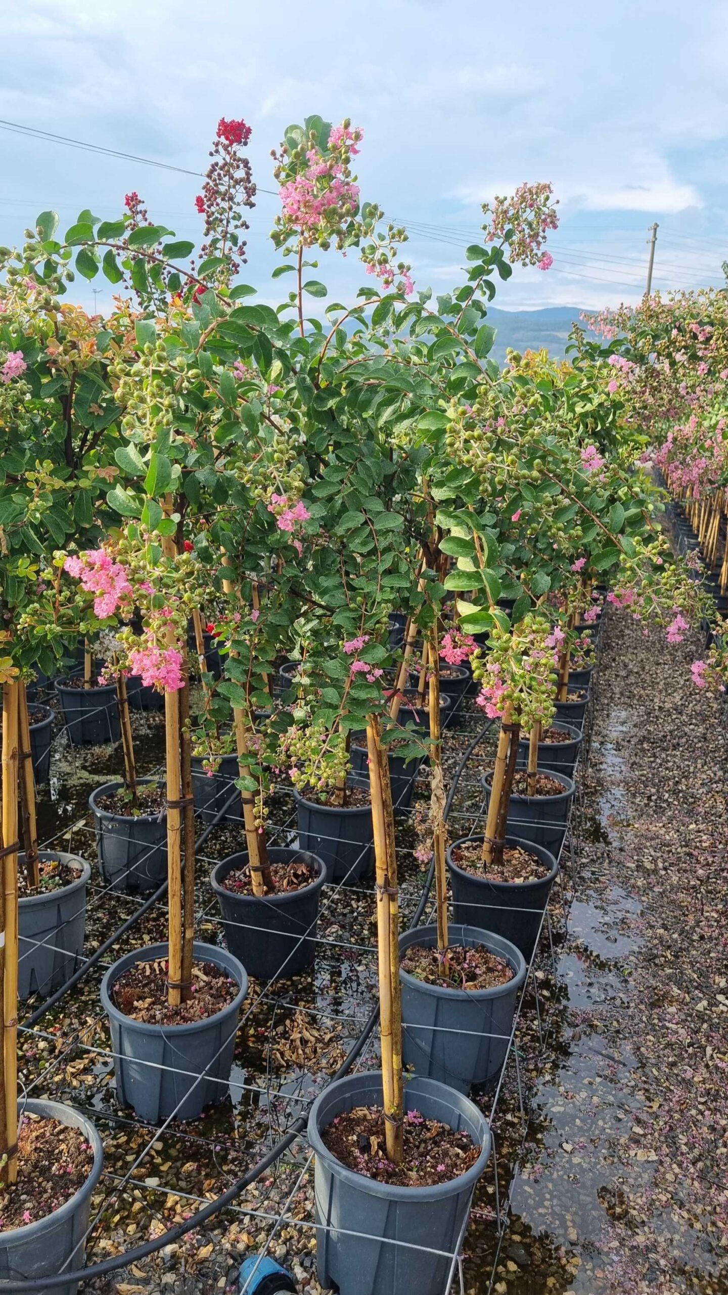 Lagerstroemia × NATCHEZ Lagerstroemia × NATCHEZ - slika 1