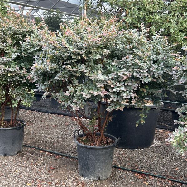 Loropetalum chinense 'BLACK PEARL'