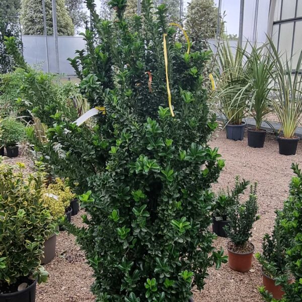 Euonymus jap. 'Benkomasaki' Japonska trdoleska