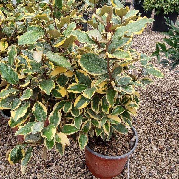 Elaeagnus ebbingei 'Viveleg' (Navadni oman Marela)