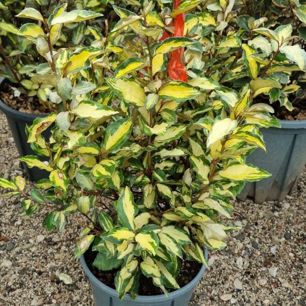 Elaeagnus x ebbinhgei 'Maryline' (Oljčica)