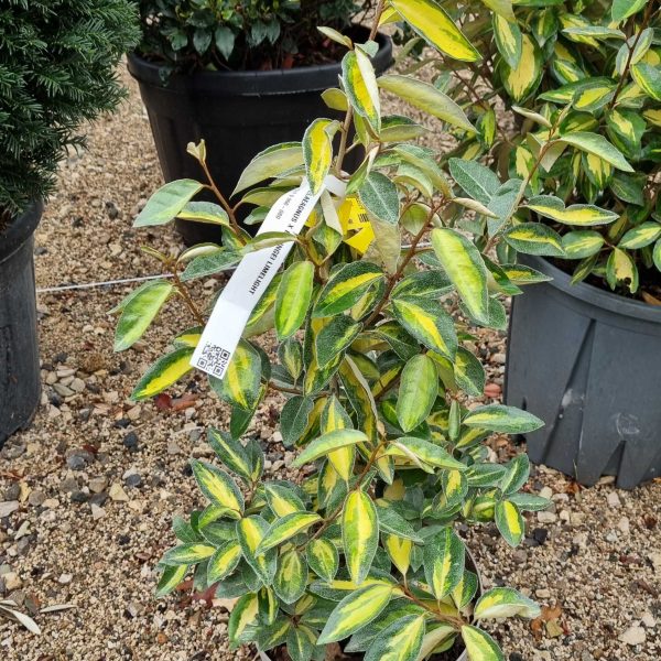 Eleagnus x ebbingei 'Limelight' (Pisanolistni oljkovec)