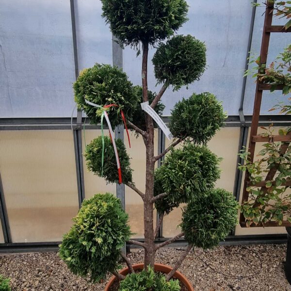 Cupressocyparis leylandii 'Gold Rider ' (Leylandova cipresa)