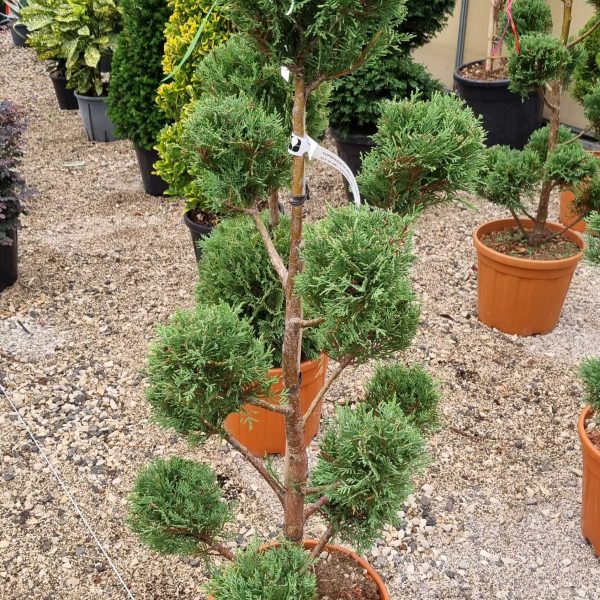 Cupressocyparis leylandii (Lejlandova cipresa)