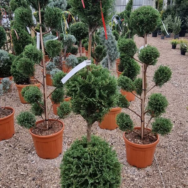 Cupressocyparis leylandii 2001 (Lejlandova cipresa)