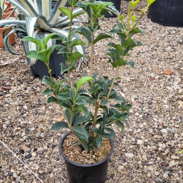 Osmanthus × FORTUNEI