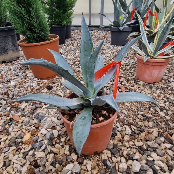 Agave americana (Agava americana)