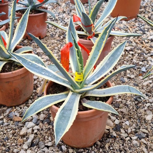 Agave americana 'Variegata' (Agava americana)