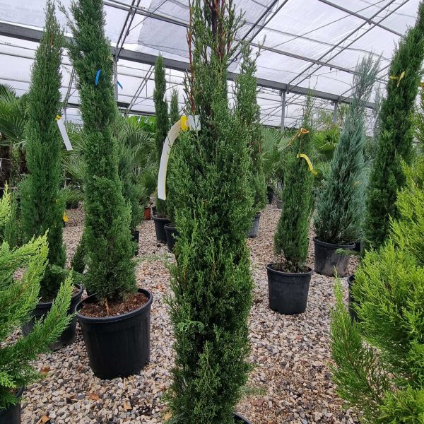 Cupressus sempervirens 'Pyramidalis' (Stebrasta cipresa)