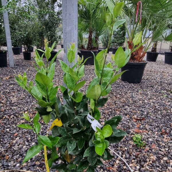 Ligustrum texanum 'FASTIGIATA'