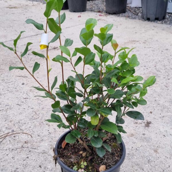 Camellia sasanqua 'Cleopatra' (Kamelija)