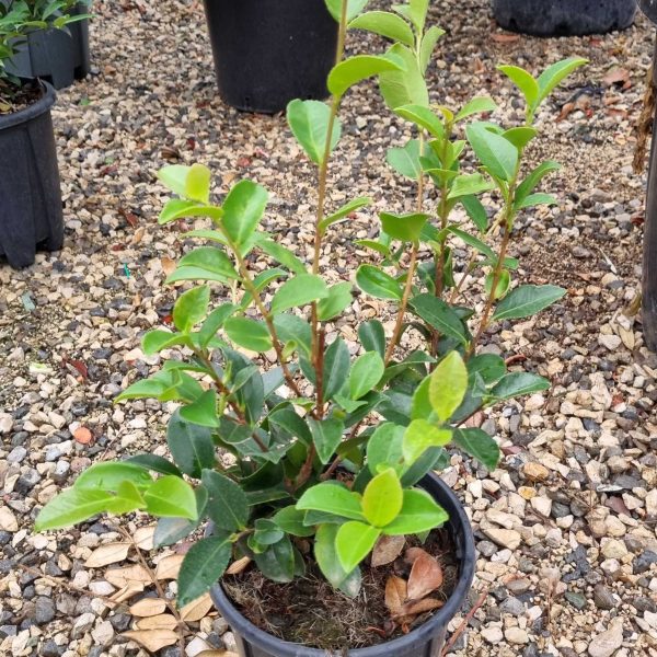 Camellia sasanqua 'Kanjiro' (Kamellija)