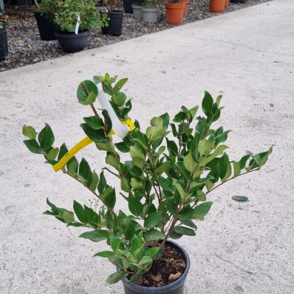 Ligustrum Texanum (Liguster Texanum)