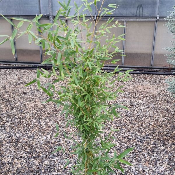Bambusa phyllost 'AUREOSUL. AUREOCAULIS'