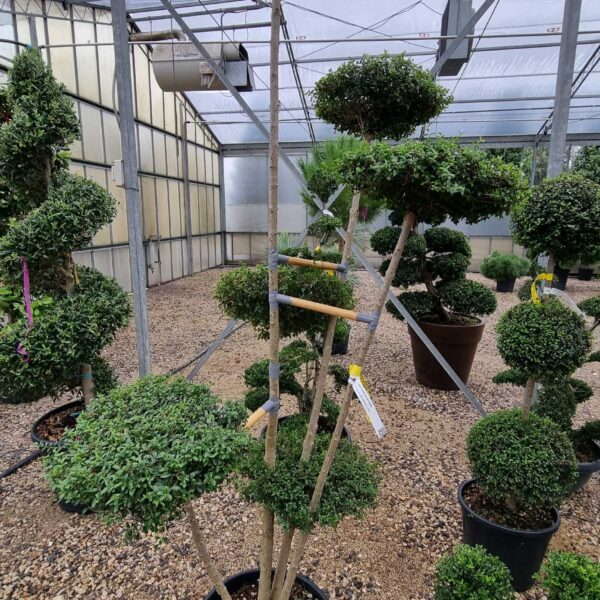 Ligustrum delavayanum