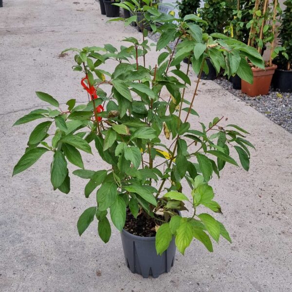 Cornus alba 'BATON ROUGE'