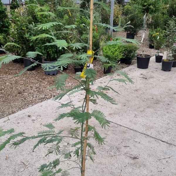 Acacia dealbata 'DI SEME'