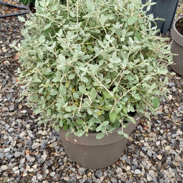 Teucrium fruticans