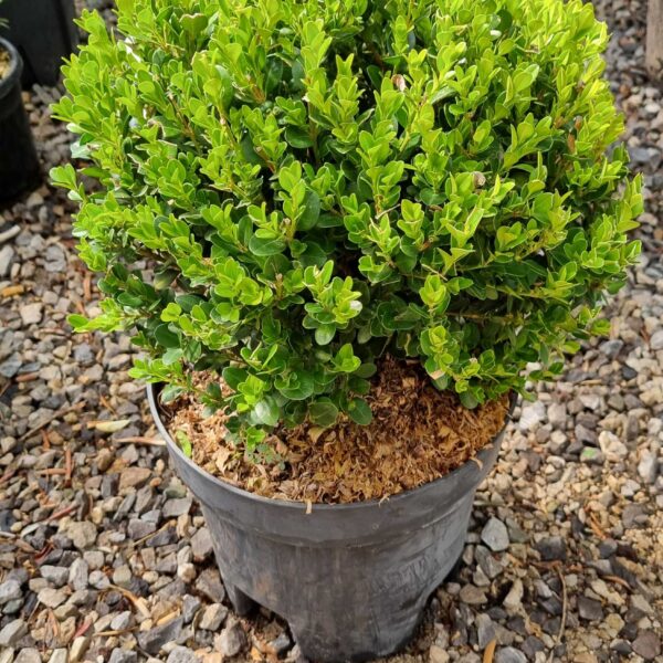 Buxus microphylla 'FAULKNER'