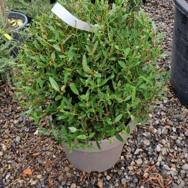 Phillyrea angustifolia