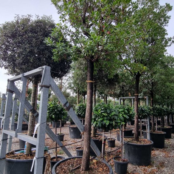 Arbutus unedo (Navadni jagodnjak)