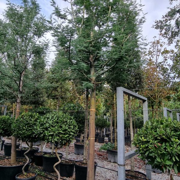Acacia dealbata 'DI SEME'