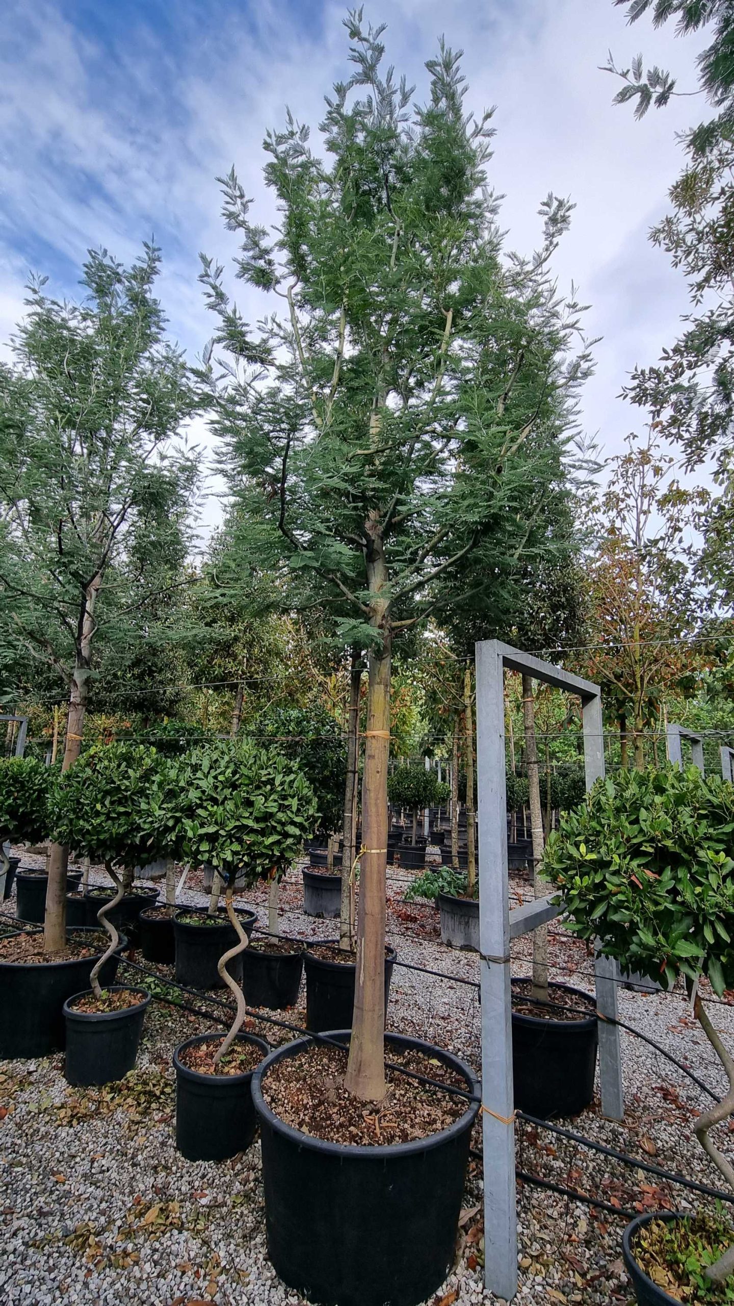 Acacia dealbata 'DI SEME' Acacia dealbata 'DI SEME' - slika 1