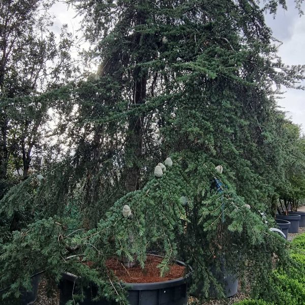 Cedrus deodara 'Pendula' (Povešava himalajska cedra)