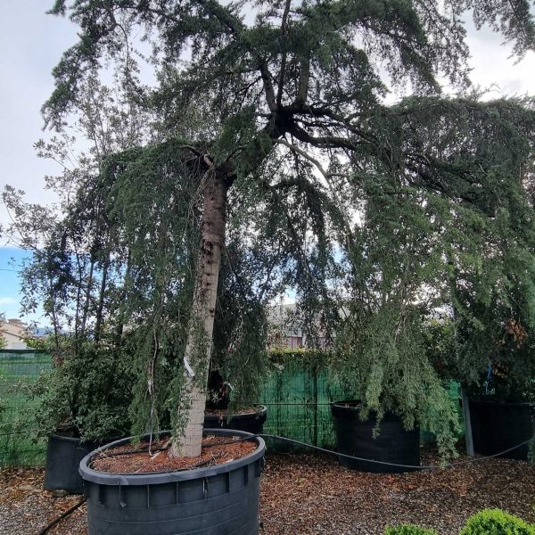 Cedrus deo. 'Pendula' Poveš.atl. cedra