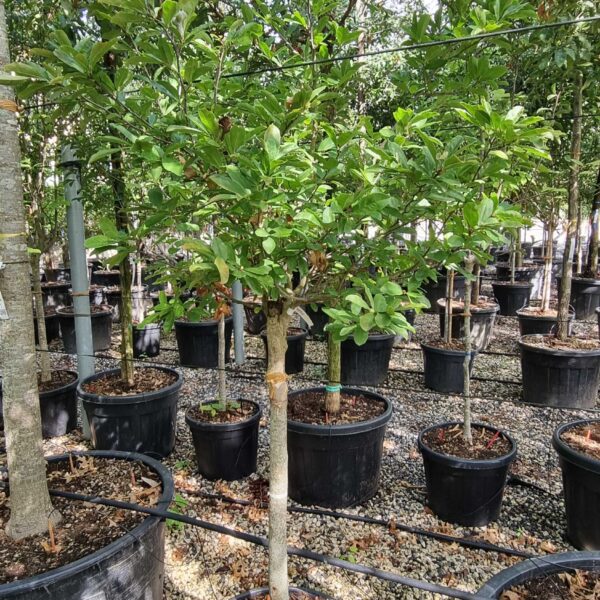 Magnolia stellata