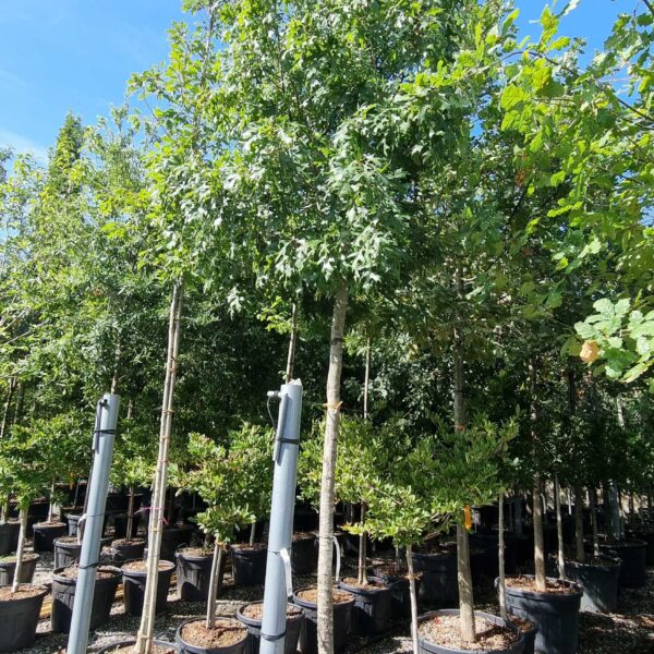 Quercus palustris (Močvirski hrast)