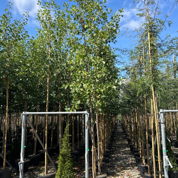 Alnus glutinosa (Črna jelša)