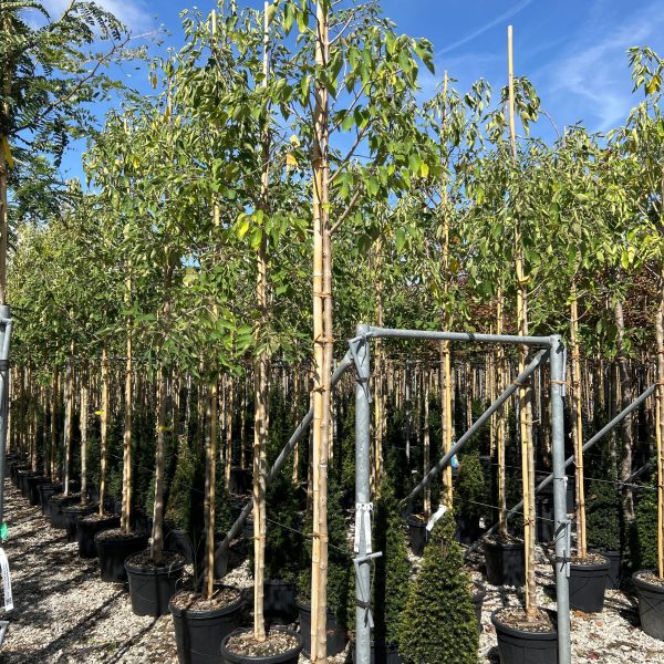 Broussonetia papyrifera – papirna murva