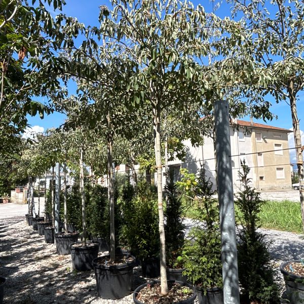 Corylus colurna (Turška leska)