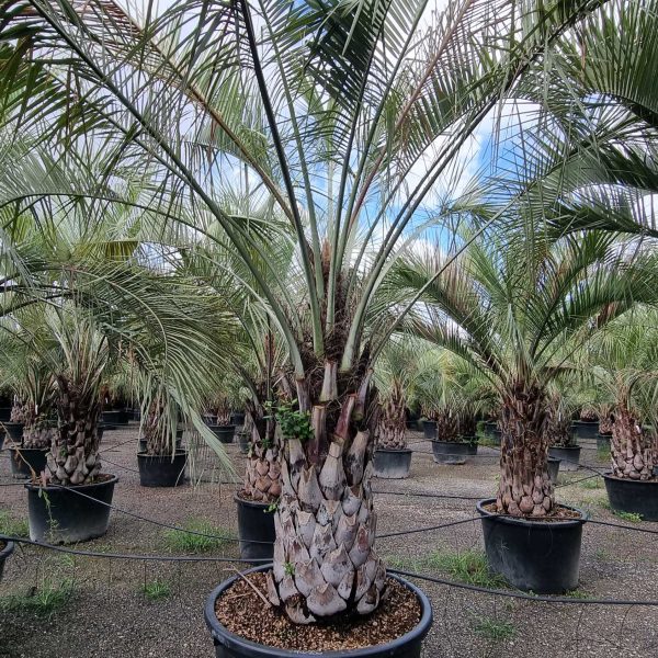 Butia capitata (Cocos australis)