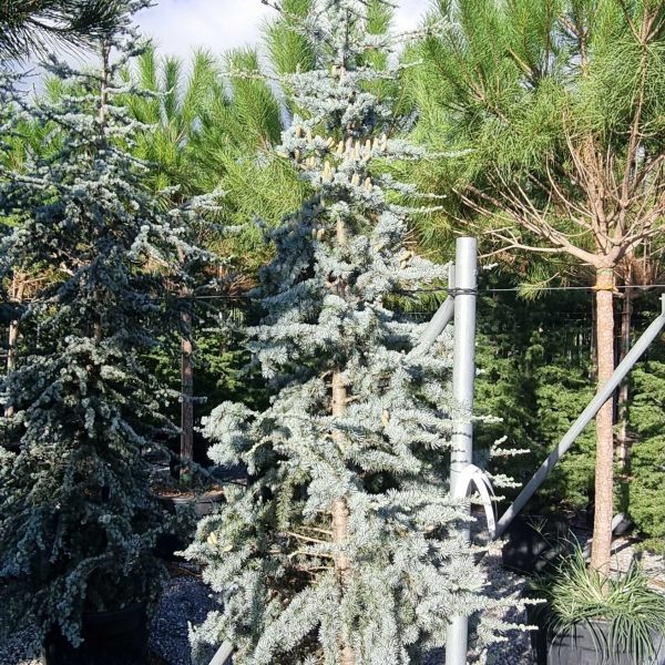 Cedrus atlantica 'Glauca' (Atlaška cedra)