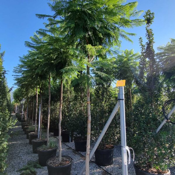 Jacaranda mimosifolia