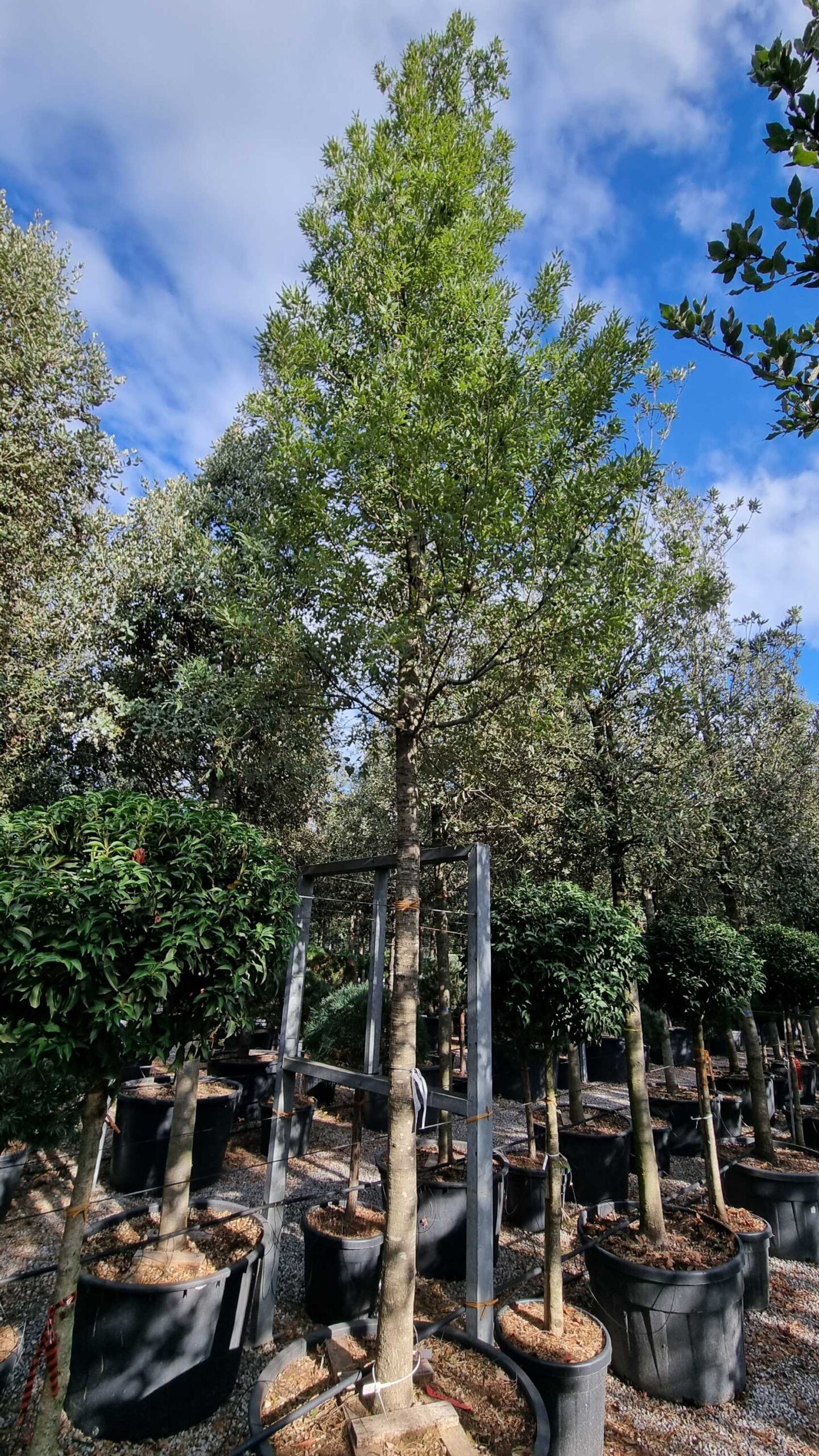 Quercus × HISPANICA 'WAASLAND' Quercus × HISPANICA ''WAASLAND' - slika 1