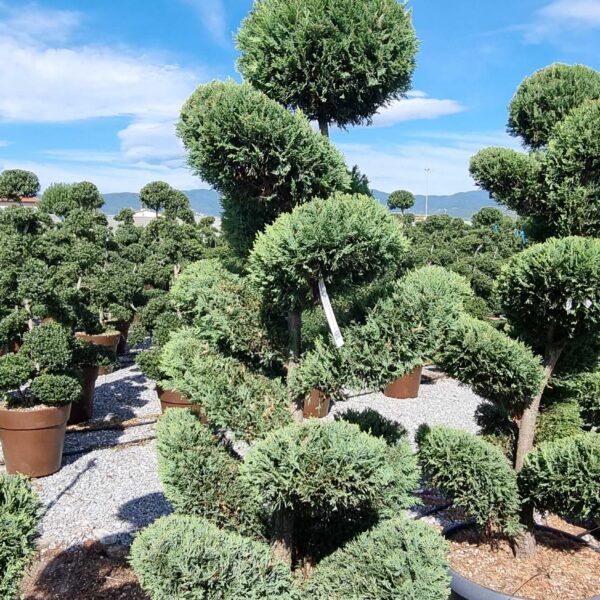 Cupressocyparis leylandii 'CASTLEW.GOLD'