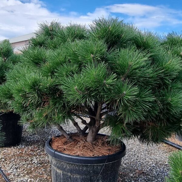Pinus nigra 'BREPO'