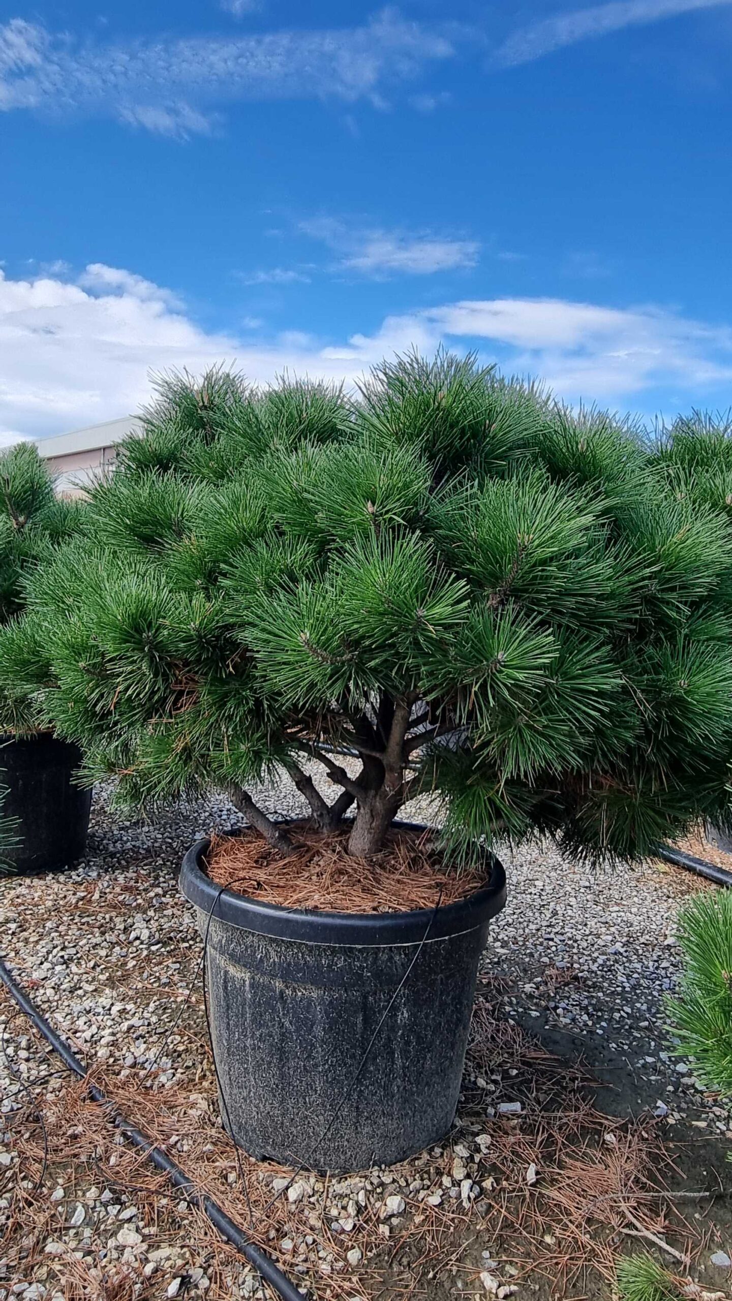 Pinus nigra 'BREPO' Pinus nigra 'BREPO' - slika 1