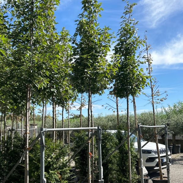 Acer x freemanii 'Autumn Blaze' (Rdeči javor)
